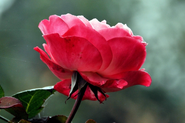 liebe ist eine rose. Schwäbisch Gmünd - Eine Rose